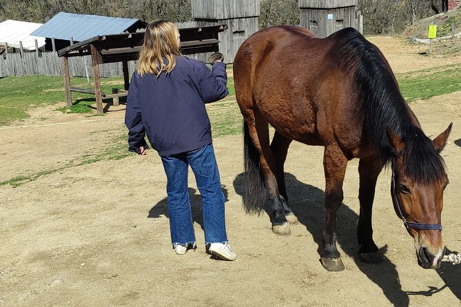 Visit a Farm and Horseback Riding in Nature - A Calm Horse Farm Escape 35 Minutes From Thessaloniki