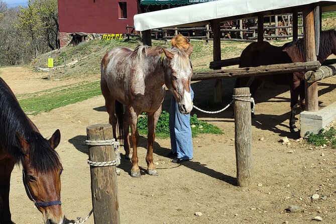 Visit a Farm and Horseback Riding in Nature - Your 35-Minute Horseback Ride in Nature