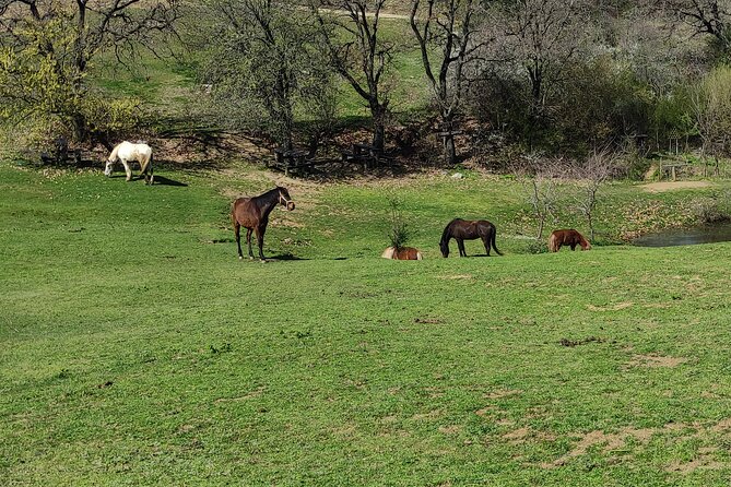Visit a Farm and Horseback Riding in Nature - Value Check: Is $102.56 Worth It?