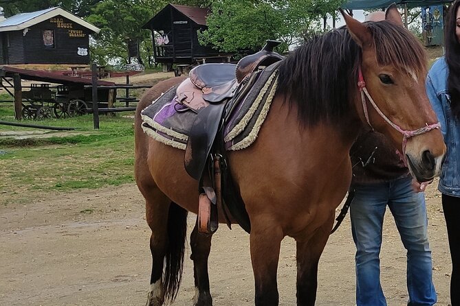 Visit a Farm and Horseback Riding in Nature - The 35-Minute Countryside Drive and Farm Welcome