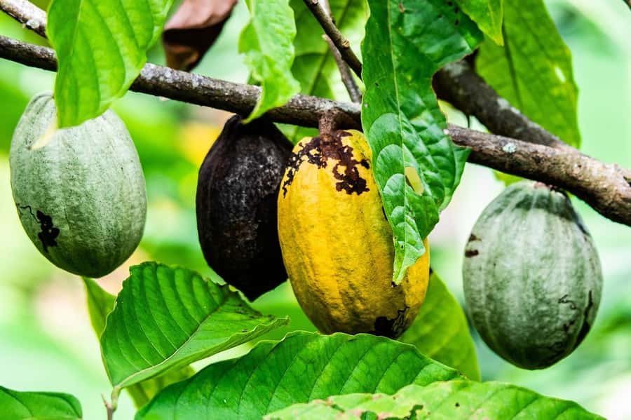 Visit Aburi Garden, Tetteh Quarshie Cocoa Farm & Waterfall - A One-Day Circuit From Accra: How the Timing Works