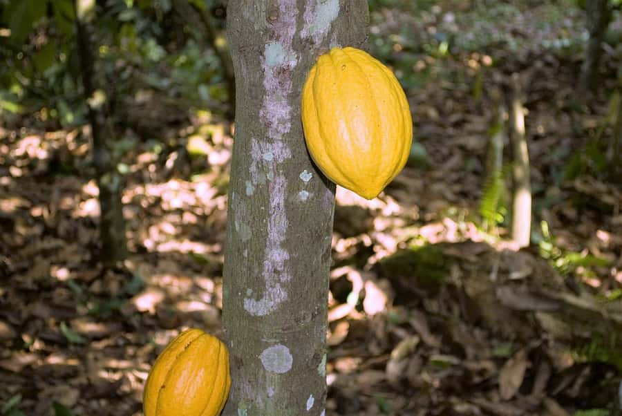 Visit Aburi Garden, Tetteh Quarshie Cocoa Farm & Waterfall - Aburi Craft Village and Scenic Stops: Local Shopping Without Pressure