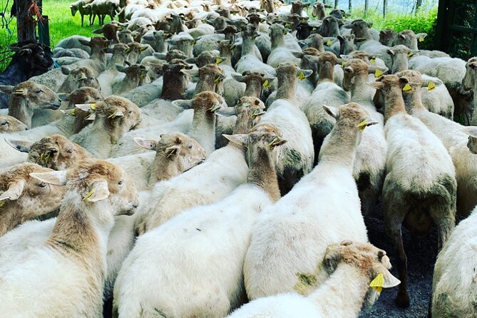 Visit San Sebastian and a Family Cheese Farm with Tasting (From Bilbao) - Should You Book This Bilbao to San Sebastián and Cheese Farm Day?