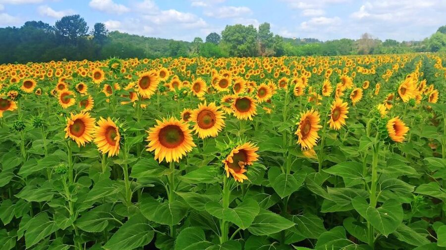 Visit Siena and San Gimignano with lunch at a family farm - FAQ