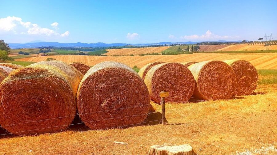 Visit Siena and San Gimignano with lunch at a family farm - Lunch at Podere La Marronaia: pasta, olive oil, balsamic, and wine tastings