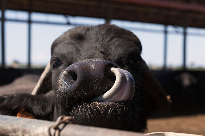 Visit to the Bufale and Dairy farm with cheese tasting - A buffalo dairy visit in Maremma: what you’re really signing up for