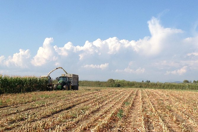 Visit to the Bufale and Dairy farm with cheese tasting - Price and value: is $78.19 worth it?