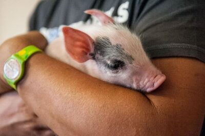 Visit to the Cinta Senese farm in Montepulciano - The Cinta Senese Pig Farm: Black Coats, White Belts, Real Character