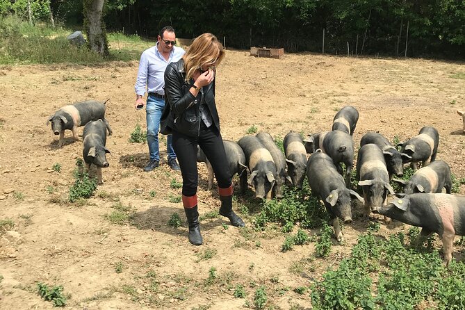 Visit to the Cinta Senese farm in Montepulciano - Who This Farm Experience Fits Best