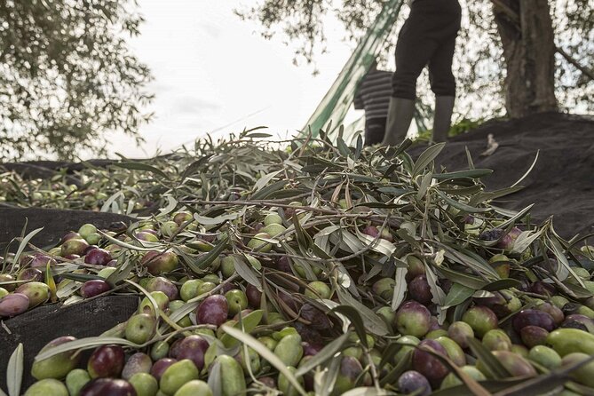 Visit to the olive grove, oil tasting and lunch at the farm - Olive grove moments: the chance to pick olives