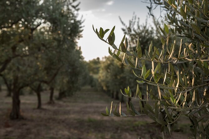 Visit to the olive grove, oil tasting and lunch at the farm - The olive oil tasting that actually trains your palate