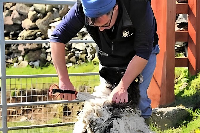 Visit traditional working sheep farm with sheepdog demo. Galway. - A Working Connemara Farm With Rex and the Killary Fjord View