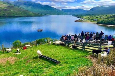 Visit traditional working sheep farm with sheepdog demo. Galway. - Meeting Tom at Killary Sheep Farm: Gear Up for Mountain Weather