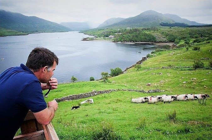 Visit traditional working sheep farm with sheepdog demo. Galway. - Bottle-Feeding Lambs and Trying Bog Cutting: Hands-On Farm Moments
