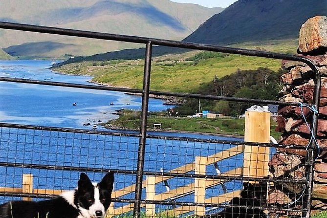 Visit traditional working sheep farm with sheepdog demo. Galway. - Price, Timing, and Logistics From Westport and Galway