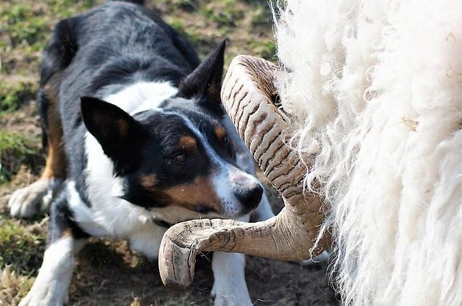 Visit traditional working sheep farm with sheepdog demo. Galway. - Who Should Book This Sheep Farm Visit?
