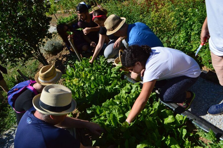 Volos: Cook Like a Local at a Greek Farm - Tsipouro and small meze: the social rhythm of the class