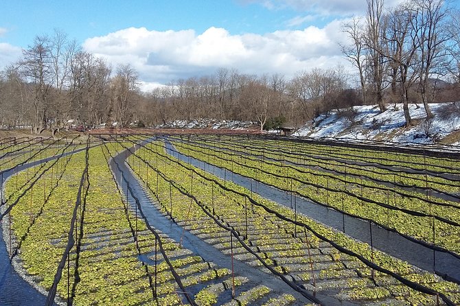 Wasabi Farm Walking Tour & Lunch - Wasabi ice cream: the sweet test of a spicy ingredient