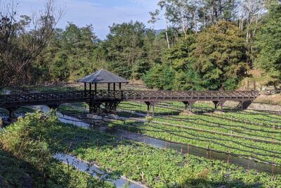 Wasabi Farm Walking Tour & Lunch - The lunch stop at Shinshu: wasabi you can taste (and reason about)