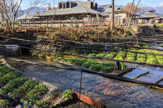 Wasabi Farm Walking Tour & Lunch - Price and value: what $70.94 really buys