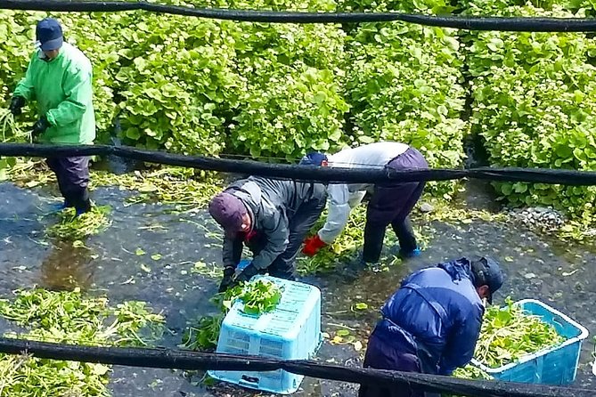 Wasabi Farm Walking Tour & Lunch - Who this wasabi farm tour is best for