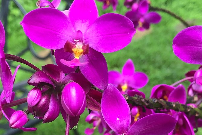 Welchman Hall Gully, Hunte’s Garden and Peg Farm Family Day - A Barbados nature day built for shade and wandering