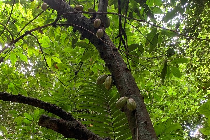 Welchman Hall Gully, Hunte’s Garden and Peg Farm Family Day - Welchman Hall Gully: shaded rainforest walking and green-monkey odds