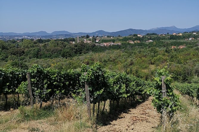 Wine and olive oil tasting & farm tour - The tasting room: sweeping views and a clear sequence