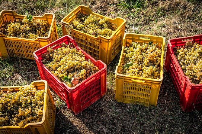 Wine and olive oil tasting & farm tour - Olive oil and wine tasting: what you’re really paying for