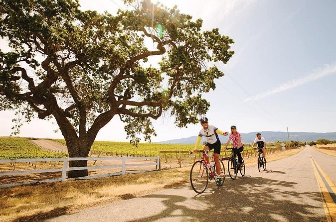 Wine Country Farm to Table Bike Tour w/Lunch - Los Olivos and olive oil tasting: where the flavors get real