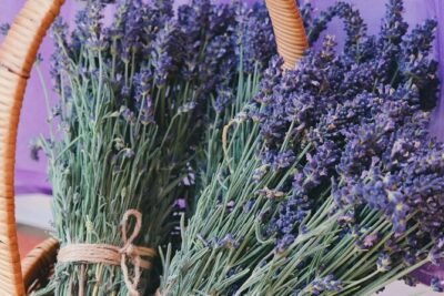 Wine Tasting and lavender Farm Tours - Stop 1: Niagara-on-the-Lake and the Start of Wine Country Mode
