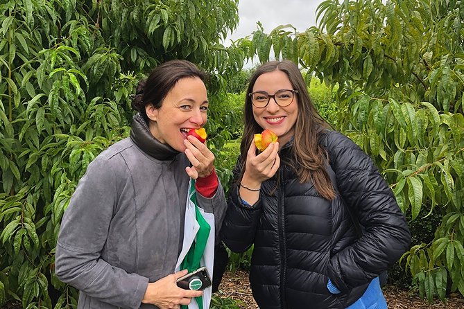 Wine Tasting, Cape Dutch Farm and Art Day Tour from Cape Town - Baselining Your Day: Pickup, Comfort, and a Small Group