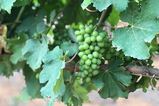 Wine Tasting, Cape Dutch Farm and Art Day Tour from Cape Town - Muratie’s Tasting Finish: A Clean Ending With Premium Wines
