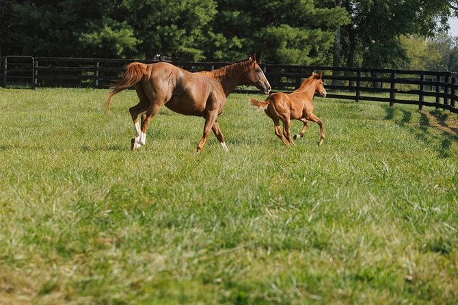 Woodford Reserve, Kismet Thoroughbred Farm & Whiskey Thief - Start Point and Early-Morning Reality Check at 8:00 am