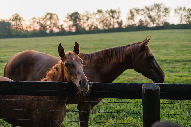 Woodford Reserve, Kismet Thoroughbred Farm & Whiskey Thief - The Lunch Break: A Fixed Menu That Keeps the Day on Track