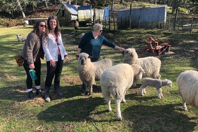 Wool Sheep Farm Experience with Handmade Wool Hat in New Zealand - Entering the Wool Farm: Atiamuri, an Easy Start, and a Tight Time Window
