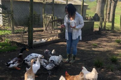 Wool Sheep Farm Experience with Handmade Wool Hat in New Zealand - Meet the Animals First: Feeding Chickens, Ducks, Sheep, Horses, and Cows
