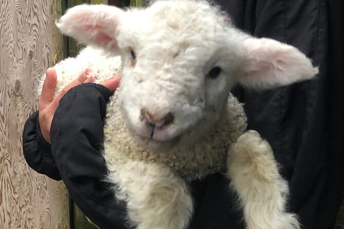 Wool Sheep Farm Experience with Handmade Wool Hat in New Zealand - Who Should Book This Wool Hat Farm Experience?