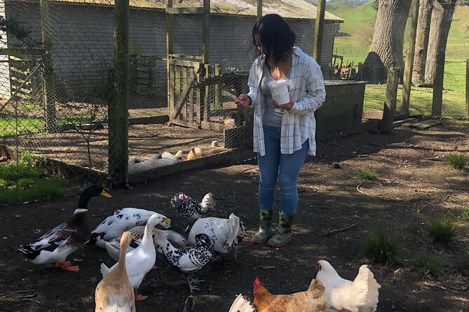 Wool Sheep Farm Experience with Handmade Wool Hat in New Zealand - Meet the Animals First: Feeding Chickens, Ducks, Sheep, Horses, and Cows