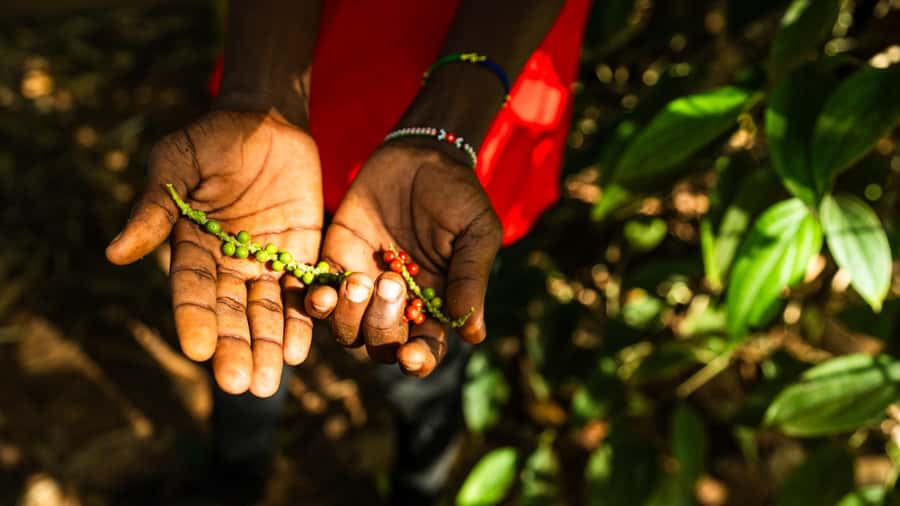 Zanzibar: Day Jozani Forest,Spice Farm,Nature and Savor Tour - Key things to know before you go