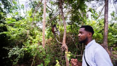 Zanzibar: Day Jozani Forest,Spice Farm,Nature and Savor Tour - How the forest walk actually plays out (and where time goes)