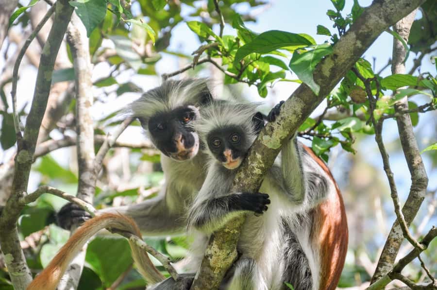 Zanzibar: Day Jozani Forest,Spice Farm,Nature and Savor Tour - Spice farm tour: why Zanzibar became Spice Island