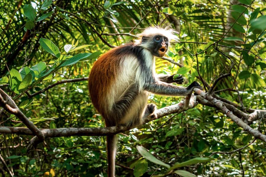 Zanzibar: Day Jozani Forest,Spice Farm,Nature and Savor Tour - The guides and the small behavior tips that matter