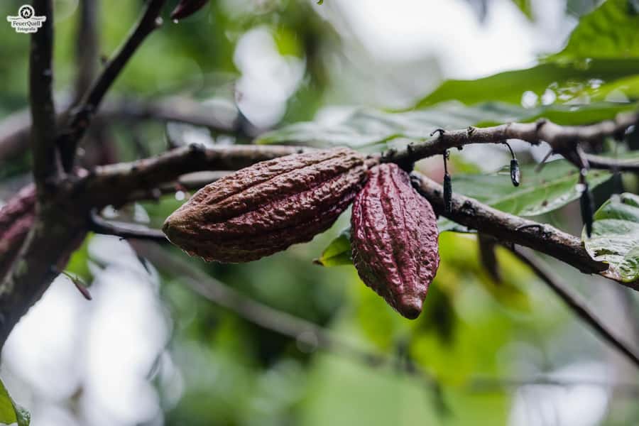 Zanzibar: Day Jozani Forest,Spice Farm,Nature and Savor Tour - Timing and transportation: a full 6-hour block, with real road time