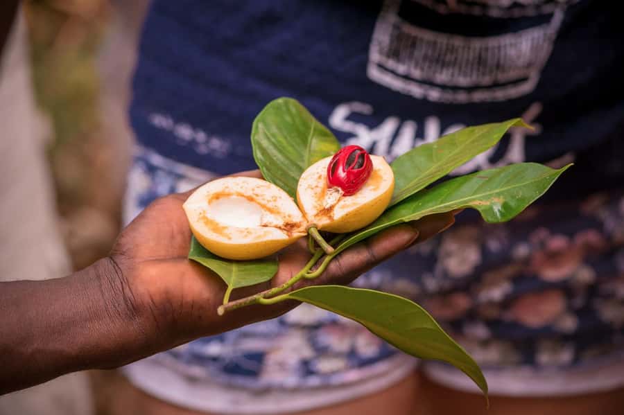 Zanzibar: Day Jozani Forest,Spice Farm,Nature and Savor Tour - Price and value: $90 for wildlife + entrance fees + guided learning