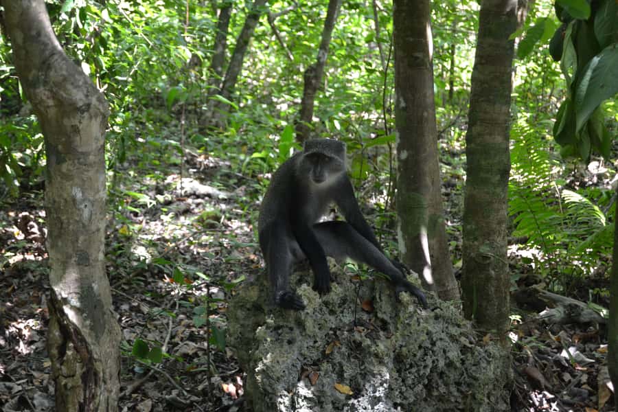 Zanzibar full day Jozani forest + Spice farm and stone town - Key Things That Make This Day Trip Worth It