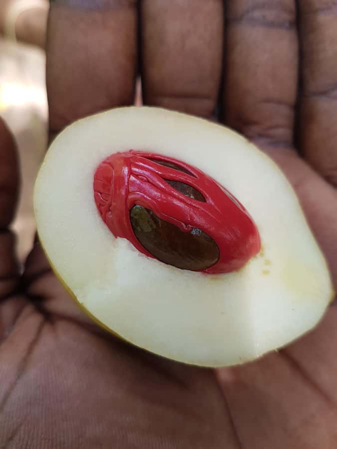 Zanzibar full day Jozani forest + Spice farm and stone town - A Full-Day Mix: Jozani Forest, Spice Farm, and Stone Town