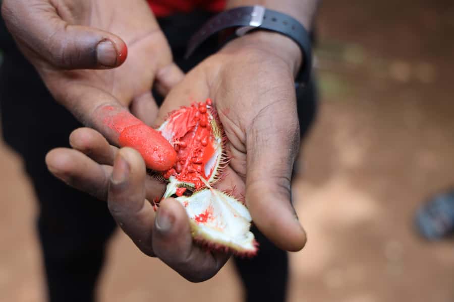 Zanzibar: Half-Day Spice Farm Tour,the flavours of Zanzibar - Why Zanzibar Earned the Spice Island Nickname