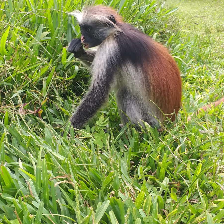 Zanzibar: Jozani Chwaka Bay National Park and Spice Farm … - The spice farm: turning flavors into real plants you can name