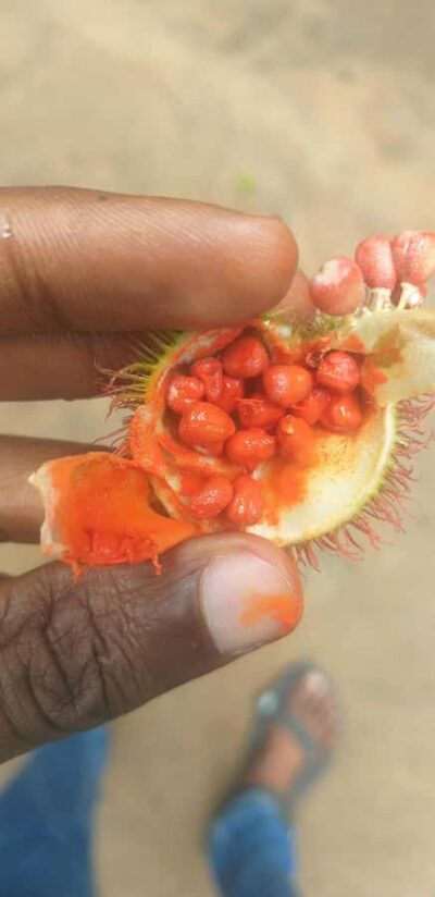 Zanzibar: Jozani Chwaka Bay National Park and Spice Farm … - Wildlife rules: a better day starts with respect